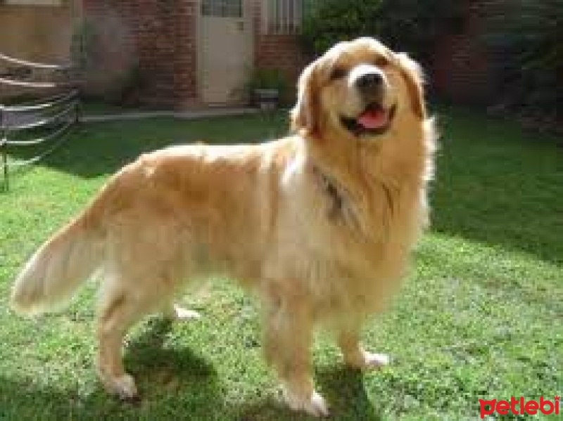 Golden Retriever, Köpek  şaka fotoğrafı