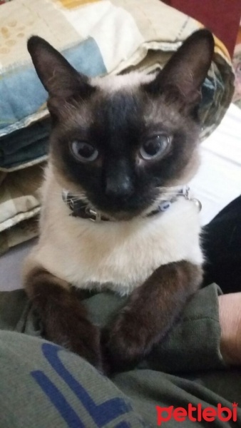 Siyam Kedisi, Kedi  boncuk fotoğrafı