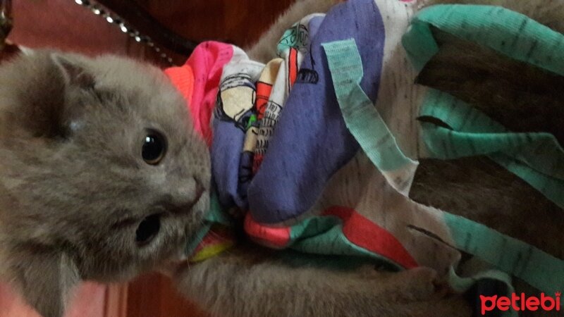 British Shorthair, Kedi  DEFNE HAYAT  fotoğrafı