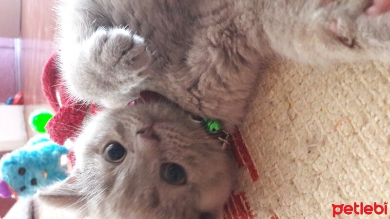 British Shorthair, Kedi  DEFNE HAYAT  fotoğrafı