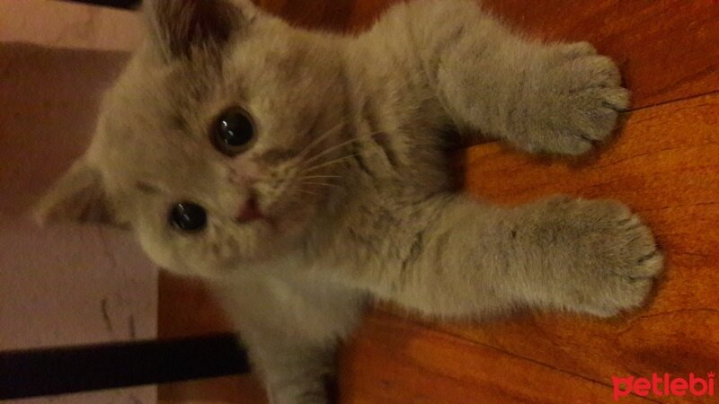 British Shorthair, Kedi  DEFNE HAYAT  fotoğrafı