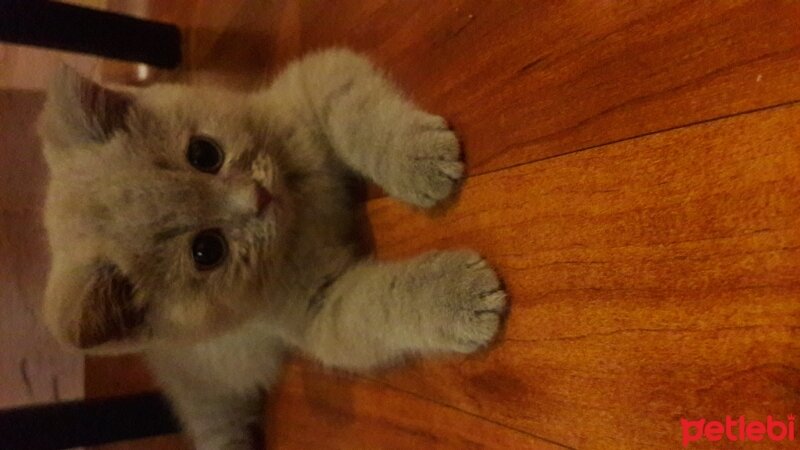 British Shorthair, Kedi  DEFNE HAYAT  fotoğrafı