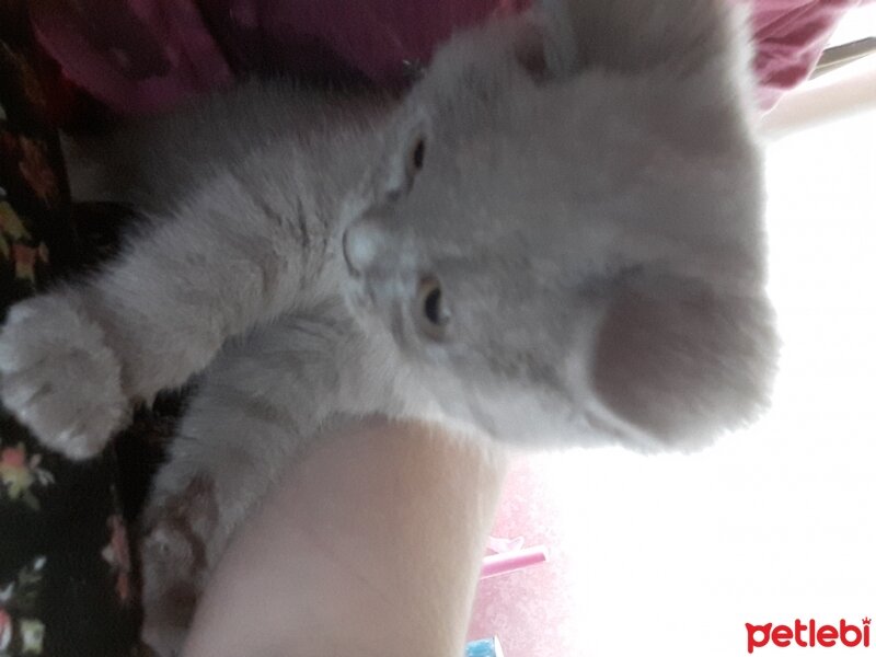 British Shorthair, Kedi  DEFNE HAYAT  fotoğrafı