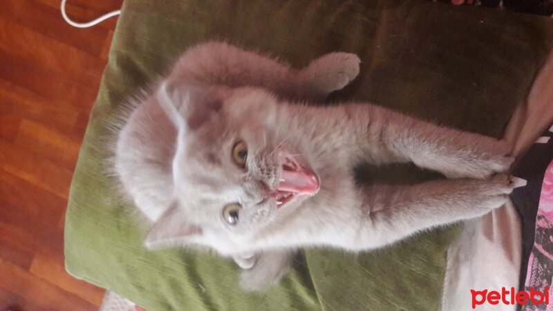 British Shorthair, Kedi  DEFNE HAYAT  fotoğrafı