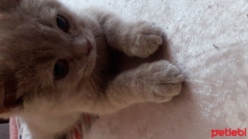 British Shorthair, Kedi  DEFNE HAYAT  fotoğrafı