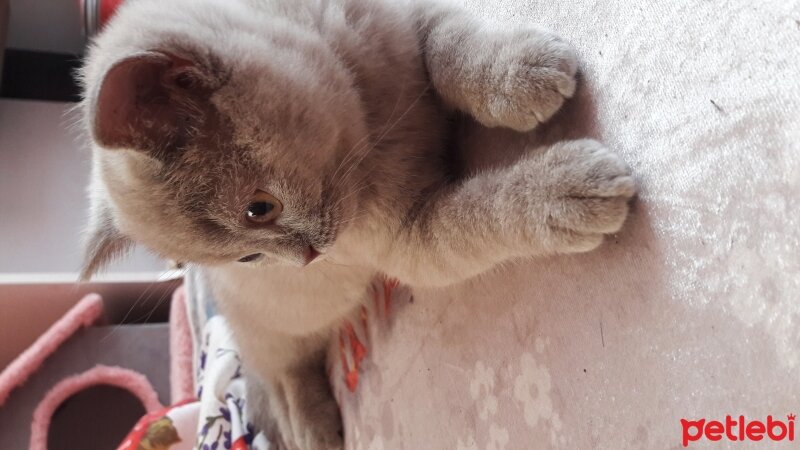 British Shorthair, Kedi  DEFNE HAYAT  fotoğrafı