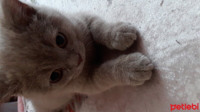 British Shorthair, Kedi  DEFNE HAYAT  fotoğrafı