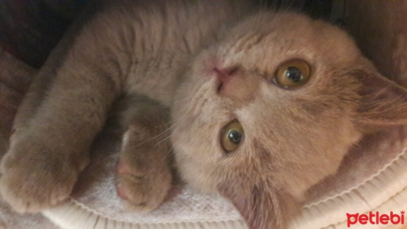 British Shorthair, Kedi  DEFNE HAYAT  fotoğrafı