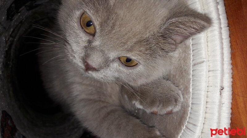 British Shorthair, Kedi  DEFNE HAYAT  fotoğrafı