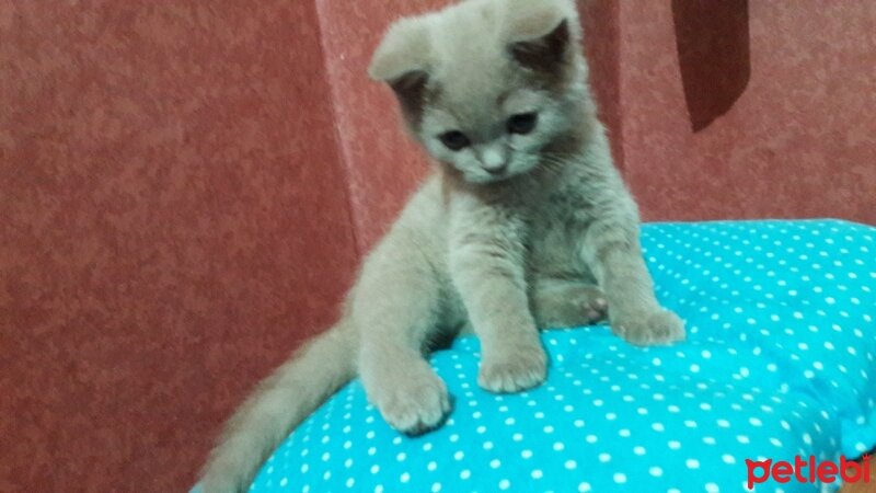 British Shorthair, Kedi  DEFNE HAYAT  fotoğrafı