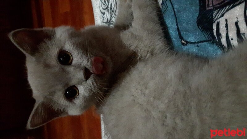 British Shorthair, Kedi  DEFNE HAYAT  fotoğrafı