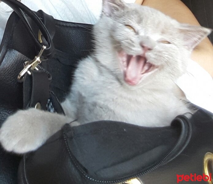 British Shorthair, Kedi  DEFNE HAYAT  fotoğrafı