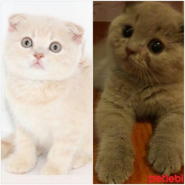 British Shorthair, Kedi  DEFNE HAYAT  fotoğrafı