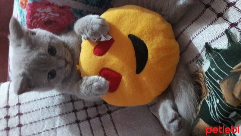 British Shorthair, Kedi  DEFNE HAYAT  fotoğrafı