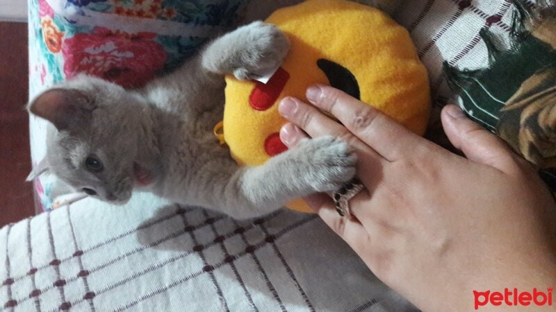 British Shorthair, Kedi  DEFNE HAYAT  fotoğrafı