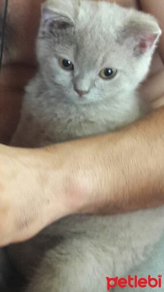 British Shorthair, Kedi  DEFNE HAYAT  fotoğrafı