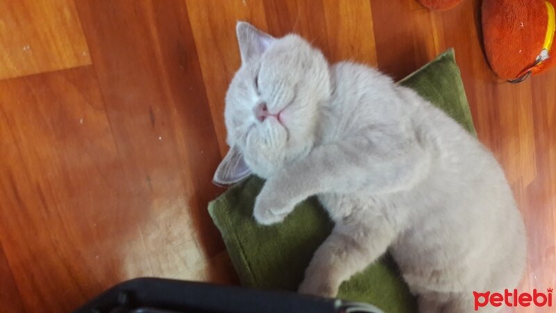 British Shorthair, Kedi  DEFNE HAYAT  fotoğrafı