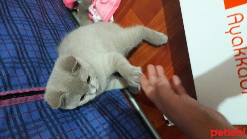 British Shorthair, Kedi  DEFNE HAYAT  fotoğrafı