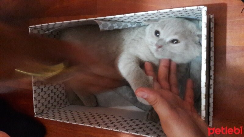 British Shorthair, Kedi  DEFNE HAYAT  fotoğrafı