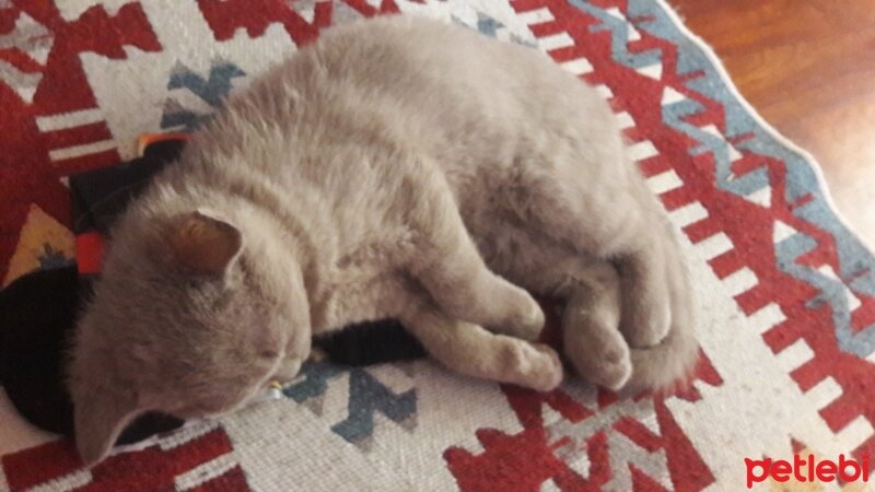 British Shorthair, Kedi  DEFNE HAYAT  fotoğrafı