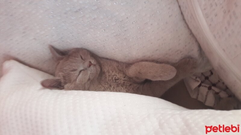 British Shorthair, Kedi  DEFNE HAYAT  fotoğrafı