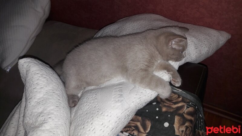 British Shorthair, Kedi  DEFNE HAYAT  fotoğrafı