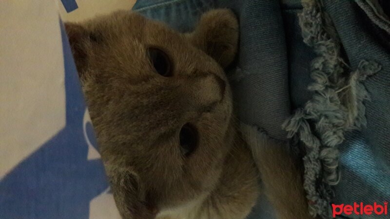 British Shorthair, Kedi  DEFNE HAYAT  fotoğrafı