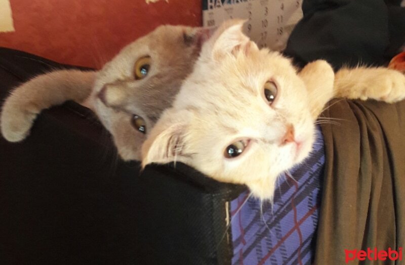 British Shorthair, Kedi  DEFNE HAYAT  fotoğrafı