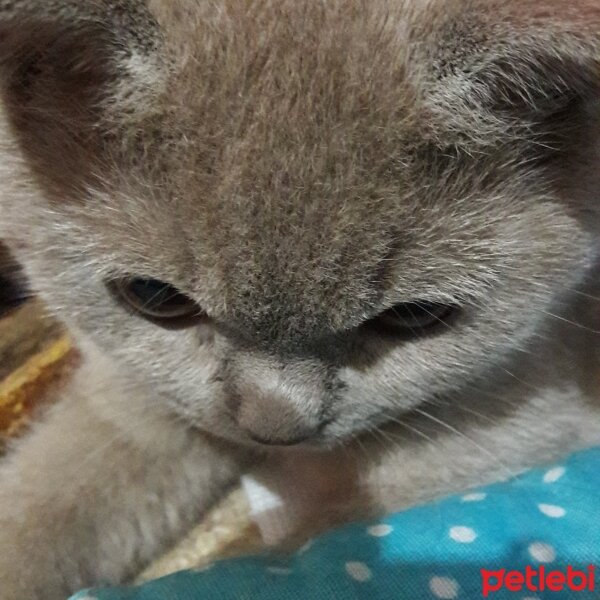 British Shorthair, Kedi  DEFNE HAYAT  fotoğrafı