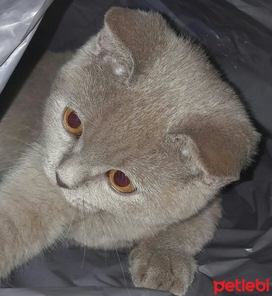 British Shorthair, Kedi  DEFNE HAYAT  fotoğrafı