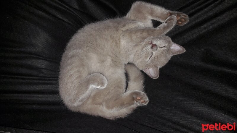 British Shorthair, Kedi  DEFNE HAYAT  fotoğrafı