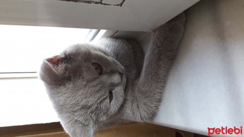 British Shorthair, Kedi  DEFNE HAYAT  fotoğrafı