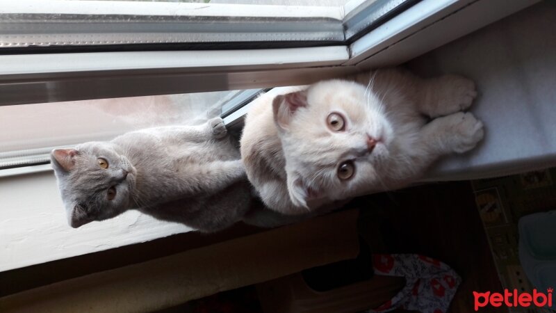 British Shorthair, Kedi  DEFNE HAYAT  fotoğrafı