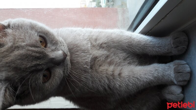 British Shorthair, Kedi  DEFNE HAYAT  fotoğrafı