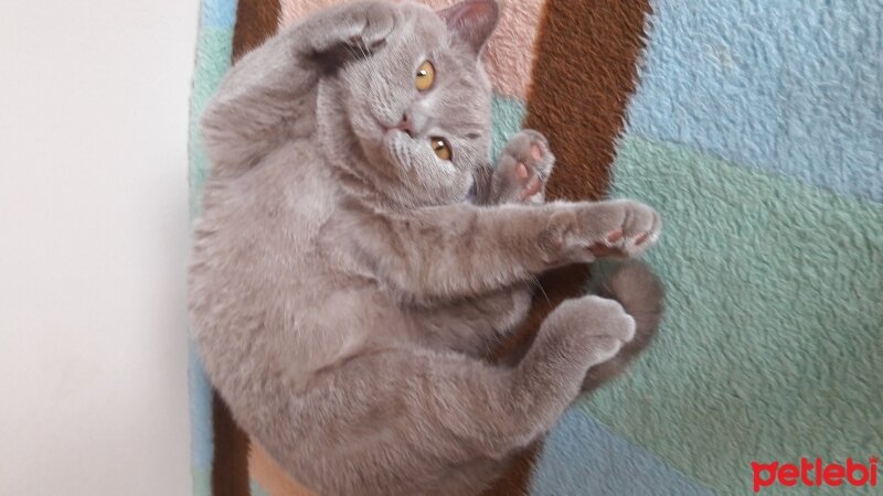 British Shorthair, Kedi  DEFNE HAYAT  fotoğrafı