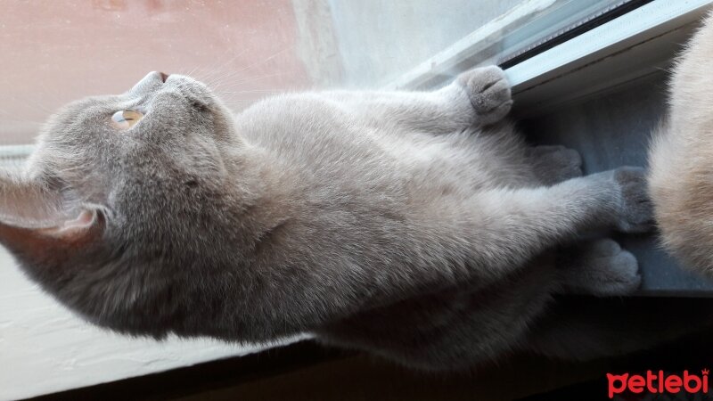 British Shorthair, Kedi  DEFNE HAYAT  fotoğrafı