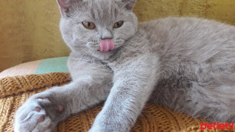 British Shorthair, Kedi  DEFNE HAYAT  fotoğrafı