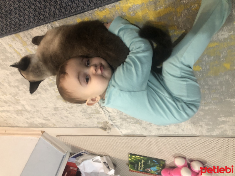 Siyam Kedisi, Kedi  Çiko fotoğrafı