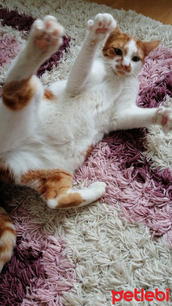 Soke, Kedi  Flora fotoğrafı