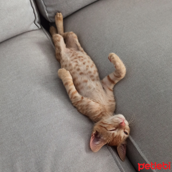 Tekir Kedi, Kedi  Boncuk fotoğrafı