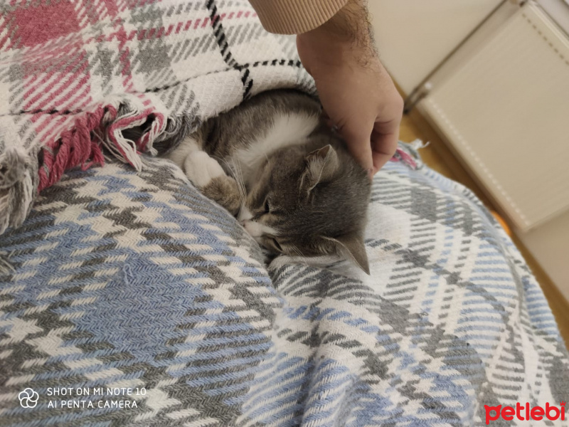Tekir Kedi, Kedi  Dumansu fotoğrafı