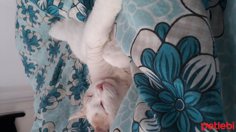 Tekir Kedi, Kedi  Kaju fotoğrafı