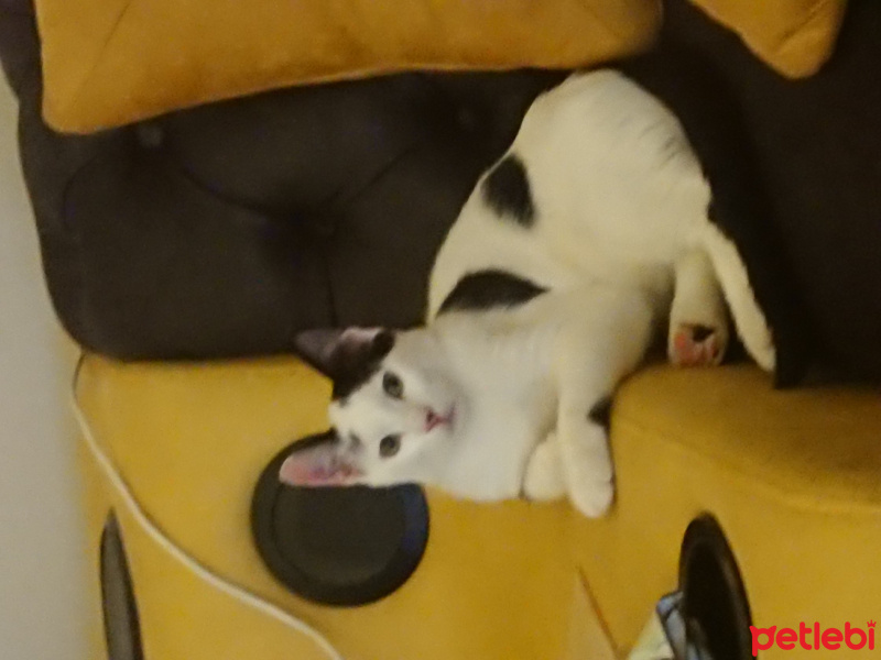 Tekir Kedi, Kedi  Sherlock fotoğrafı