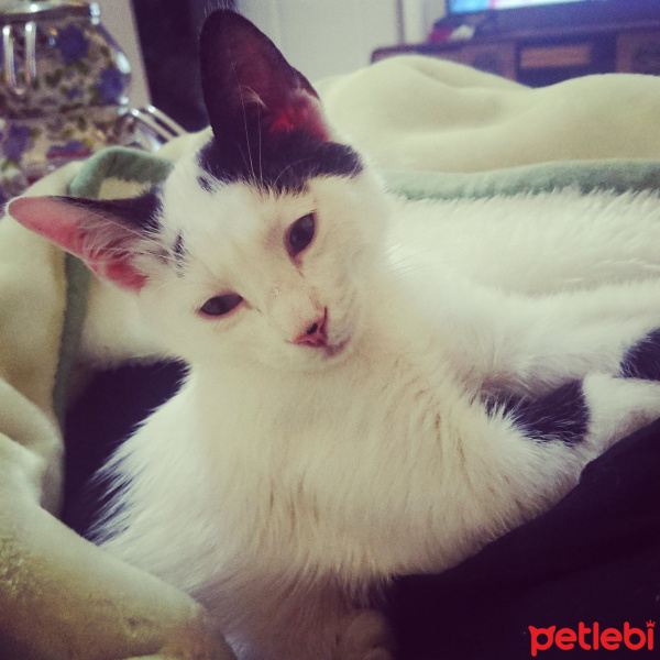 Tekir Kedi, Kedi  Sherlock fotoğrafı