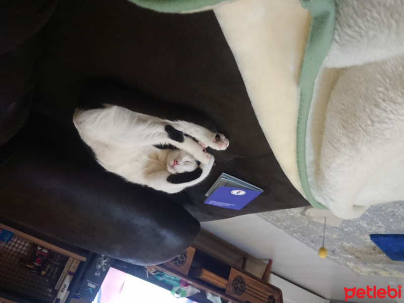 Tekir Kedi, Kedi  Sherlock fotoğrafı