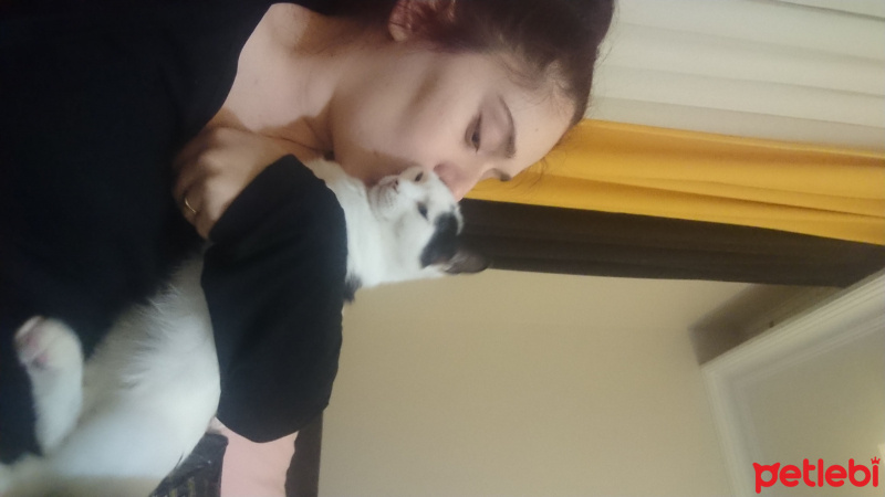 Tekir Kedi, Kedi  Sherlock fotoğrafı