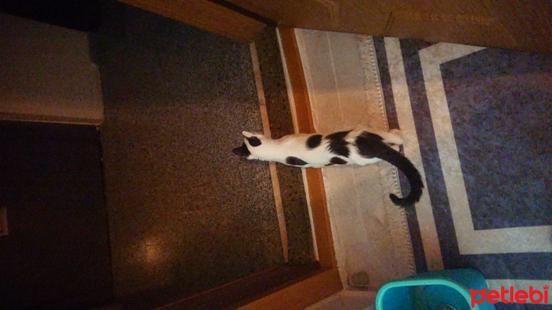 Tekir Kedi, Kedi  Sherlock fotoğrafı