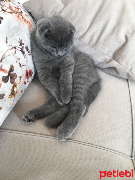Scottish Fold, Kedi  Şerafettin fotoğrafı