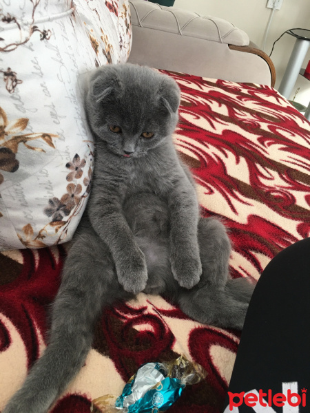 Scottish Fold, Kedi  Şerafettin fotoğrafı
