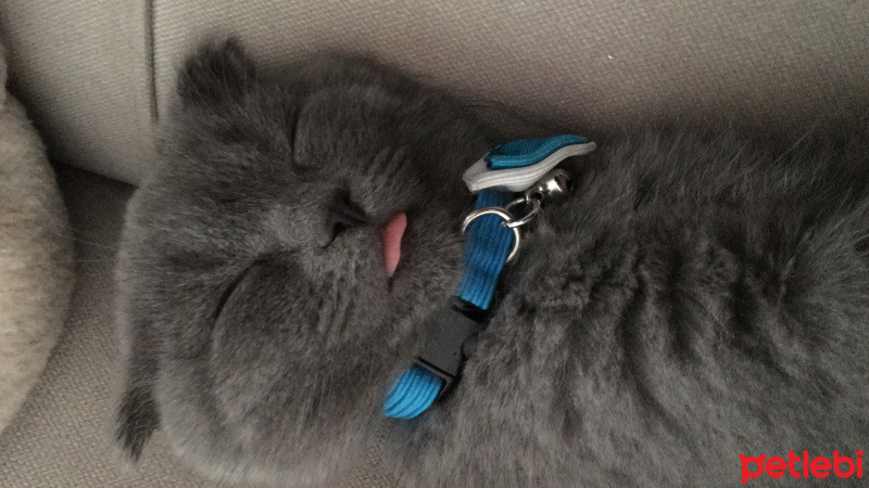 Scottish Fold, Kedi  Şerafettin fotoğrafı